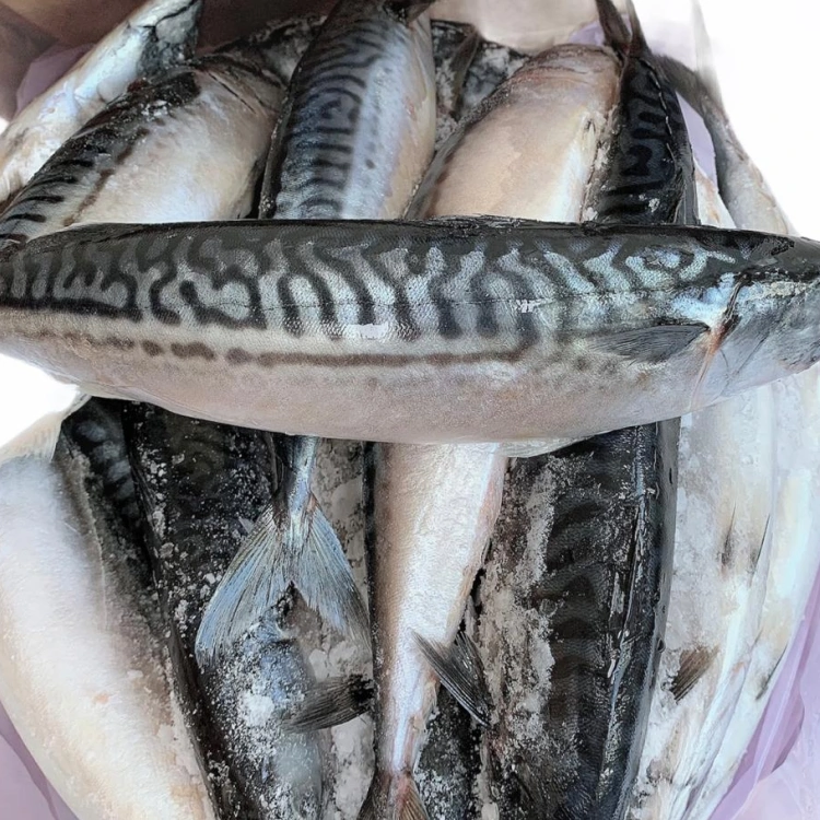 Titus Fish
