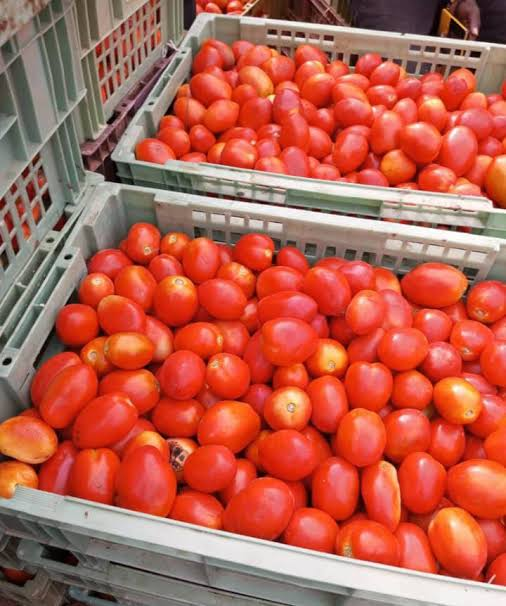 Tomatoes